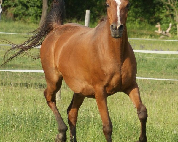 Zuchtstute Rabeah II (Vollblutaraber, 1994, von Madheen Sahib ox)