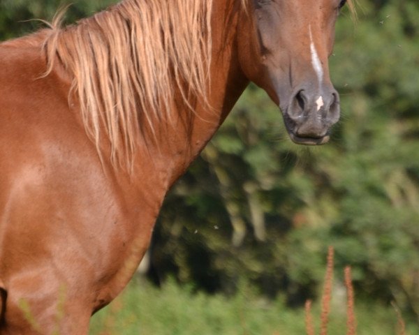 stallion AE Kamaal (Arabian thoroughbred, 2014, from The Verdict HG EAO)