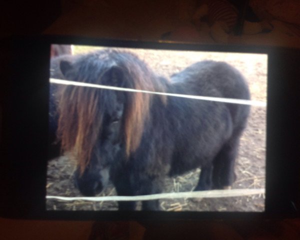 broodmare Kitty (Shetland Pony,  )