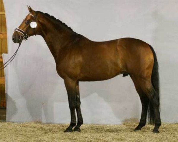 stallion Winnie B (KWPN (Royal Dutch Sporthorse), 2003, from Roven xx)