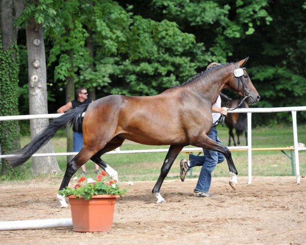 Dressurpferd Quarter Ballerina (Deutsches Sportpferd, 2009, von Quaterback)