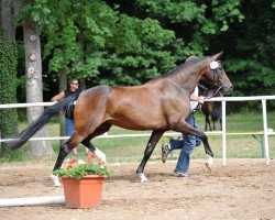 Dressurpferd Quarter Ballerina (Deutsches Sportpferd, 2009, von Quaterback)