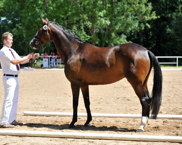 broodmare Queen Viktoria (German Sport Horse, 2010, from Quaterback)