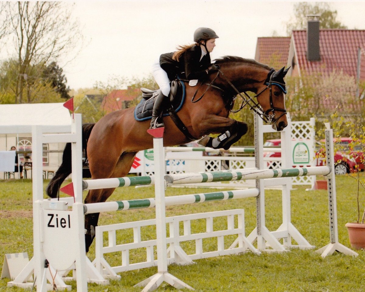 Springpferd Twiggy R (Holsteiner, 2003, von Lasino)