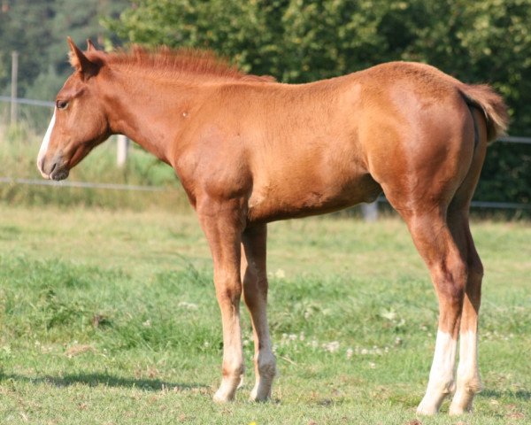 Pferd Sahira Solitaire (sonstiges Pony, 2015, von INFERNO Suffield Mustang)