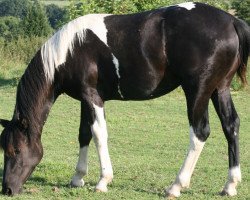 Zuchtstute Peddy Princess (sonstiges Pony, 2014, von INFERNO Suffield Mustang)