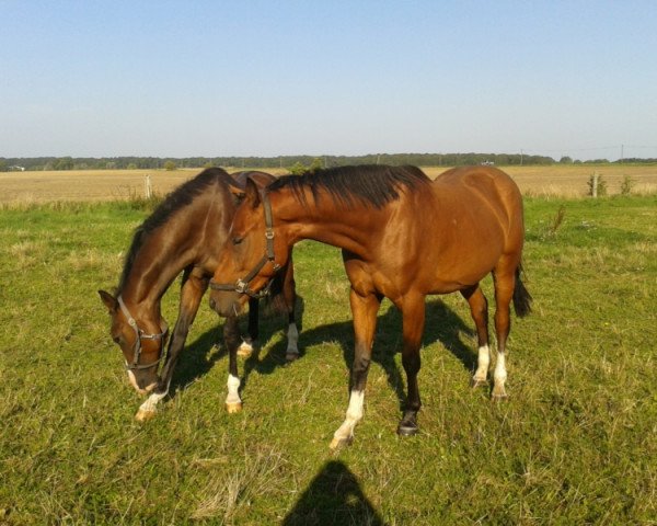 dressage horse Chevalier (Mecklenburg, 2011, from Chandras)