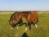 dressage horse Chevalier (Mecklenburg, 2011, from Chandras)