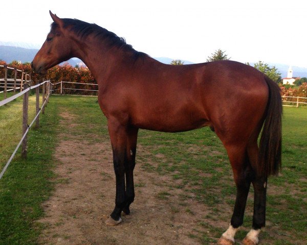 stallion Navarro (Holsteiner, 2014, from Numero Uno)