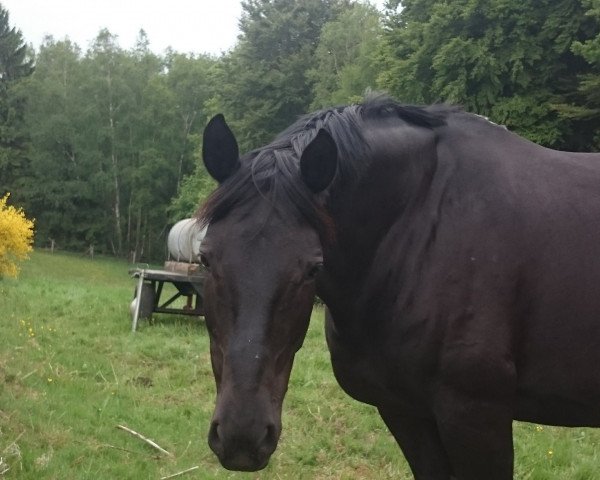 Pferd Evita (Hessisches Warmblut, 2004, von Epernay)