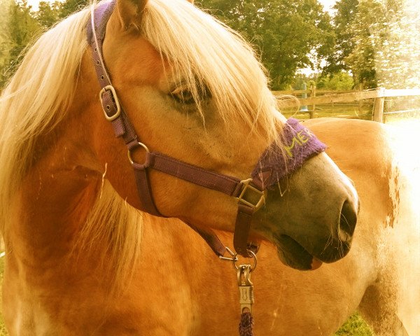 horse Merlin (Haflinger, 2007, from Midas-Hanja)