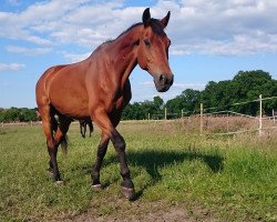 dressage horse Covari (Holsteiner, 1998, from Carpaccio)