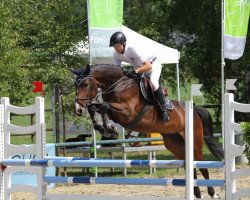 broodmare Cinderella (Mecklenburg, 2010, from Capriol)