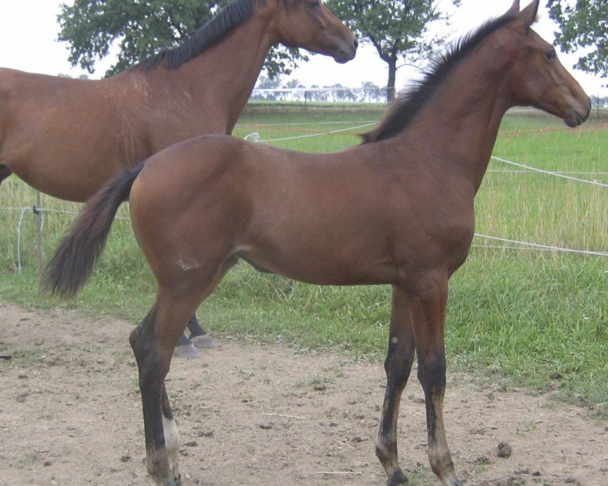 Zuchtstute Halla Hill (Oldenburger Springpferd, 2006, von Chambertin)