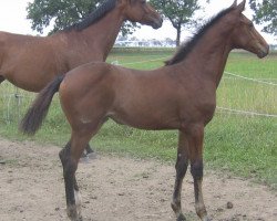 broodmare Halla Hill (Oldenburg show jumper, 2006, from Chambertin)