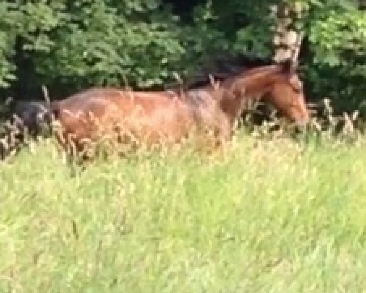 Dressurpferd Leocor AW (Zweibrücker, 2010, von Laurice)