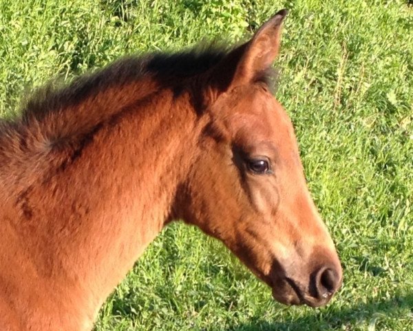 horse Amicelli (Zweibrücken, 2015, from Almati)