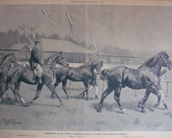 stallion Theon (Hanoverian, 1891, from Theorist xx)