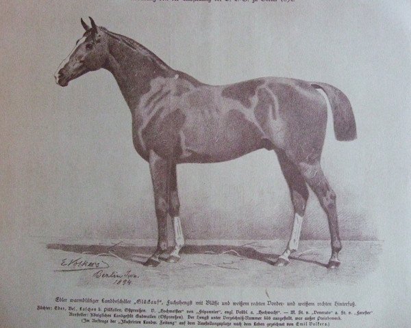 stallion Glückauf (Trakehner, 1891, from Hochmeister)