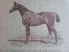 stallion Glückauf (Trakehner, 1891, from Hochmeister)
