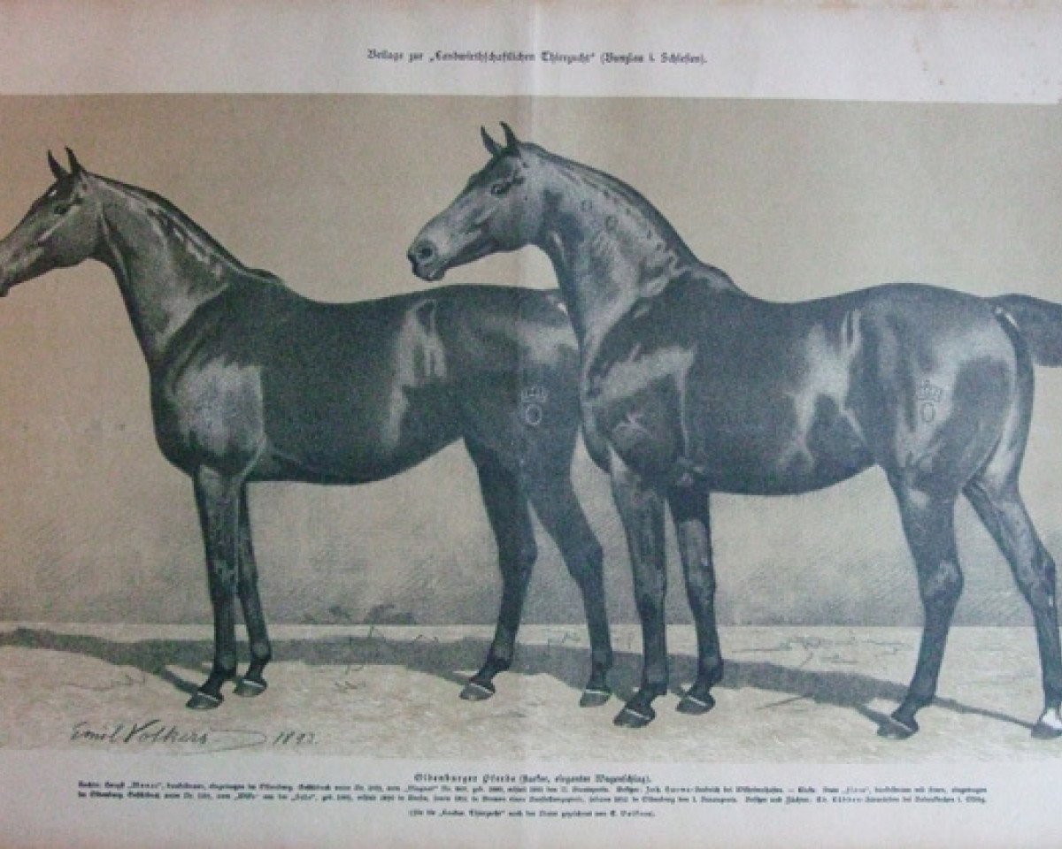 stallion Monac 1019 (Oldenburg, 1880, from Magnat 860)