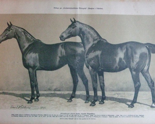 stallion Monac 1019 (Oldenburg, 1880, from Magnat 860)