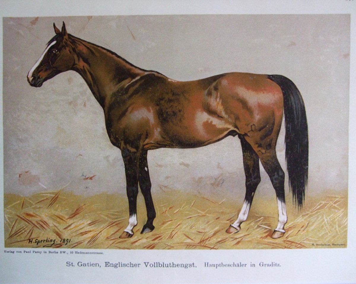 Deckhengst St. Gatien xx (Englisches Vollblut, 1881, von The Rover xx)
