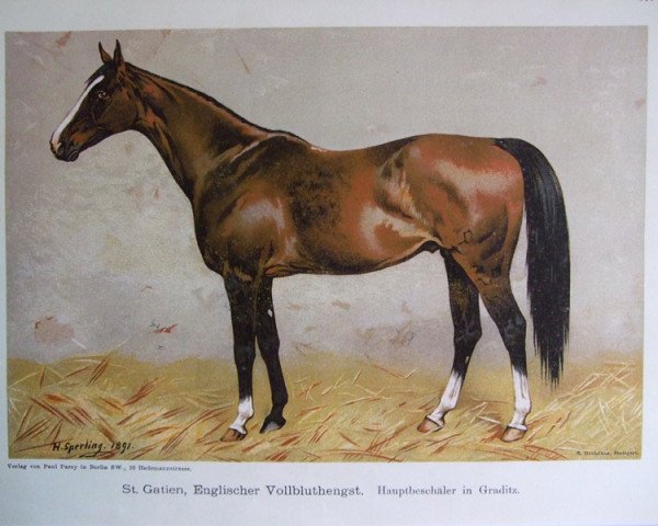 stallion St. Gatien xx (Thoroughbred, 1881, from The Rover xx)