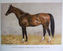 stallion St. Gatien xx (Thoroughbred, 1881, from The Rover xx)