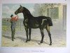 stallion Der Noble 145 (Oldenburg, 1844, from Astonishment xx)