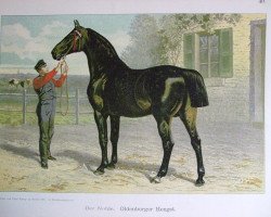 stallion Der Noble 145 (Oldenburg, 1844, from Astonishment xx)