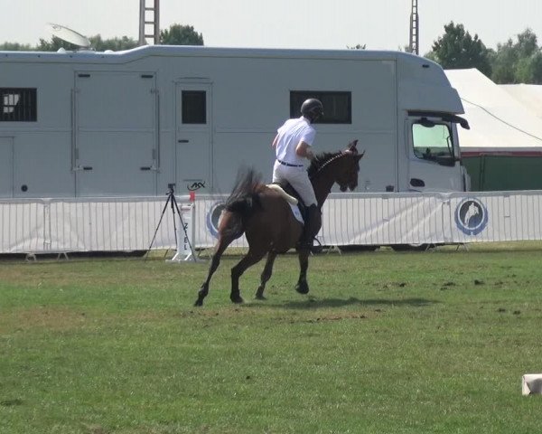 FEI Reitturnier Eschweiler (GER) 2020