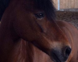 dressage horse Leggy 2 (Welsh, 2000)