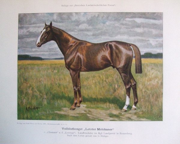 stallion Letzter Mohikaner xx (Thoroughbred, 1899, from Chamant xx)