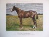 stallion Letzter Mohikaner xx (Thoroughbred, 1899, from Chamant xx)