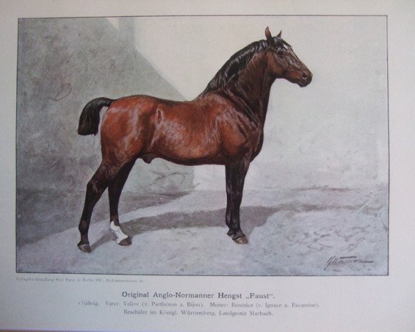 stallion Faust AN (Anglo-Norman, 1885, from Valére)