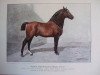 stallion Faust AN (Anglo-Norman, 1885, from Valére)