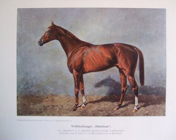 Deckhengst Hamilcar xx (Englisches Vollblut, 1899, von Hannibal xx)