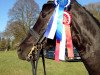 dressage horse Salut Noir m (Oldenburg, 2007, from San Remo)