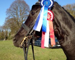 dressage horse Salut Noir m (Oldenburg, 2007, from San Remo)