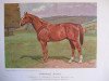 stallion Arnfried xx (Thoroughbred, 1906, from Hannibal xx)