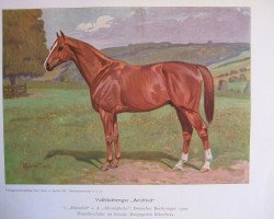 stallion Arnfried xx (Thoroughbred, 1906, from Hannibal xx)