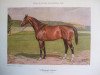 stallion Dolomit xx (Thoroughbred, 1909, from Ard Patrick xx)