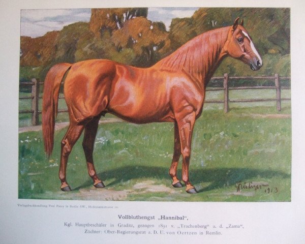 stallion Hannibal xx (Thoroughbred, 1891, from Trachenberg xx)