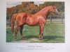 stallion Hannibal xx (Thoroughbred, 1891, from Trachenberg xx)
