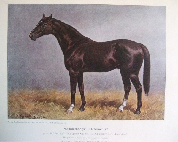 Deckhengst Habenichts xx (Englisches Vollblut, 1895, von Chamant xx)