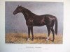 stallion Habenichts xx (Thoroughbred, 1895, from Chamant xx)