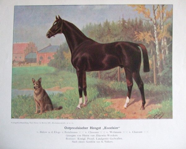 Deckhengst Excellsior (Trakehner, 1902, von Bülow)