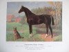 stallion Excellsior (Trakehner, 1902, from Bülow)