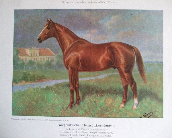 stallion Lehndorff (Trakehner, 1909, from Elgen)